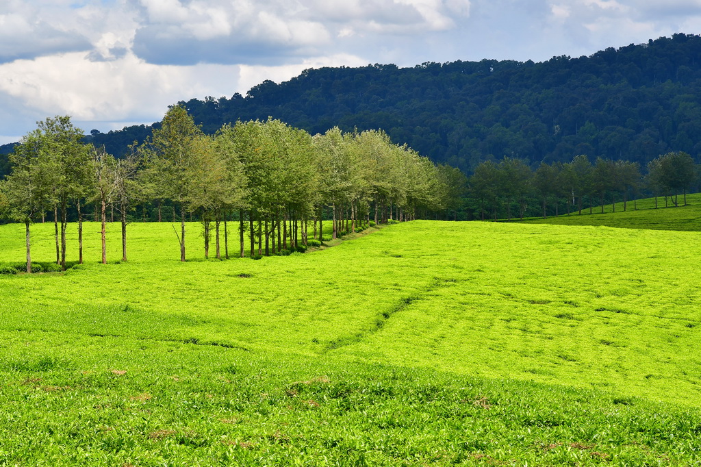 Tea Plantation